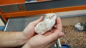 Идем в  зоомагазин