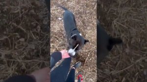 Фотосессия с собакой. Влог.