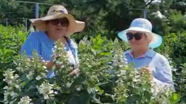 ГОРТЕНЗИЯ МЕТЕЛЬЧАТАЯ ЮНИК смотреть онлайн