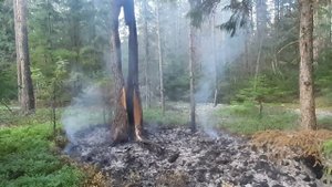 В дерево попала молния и подожгла лес.