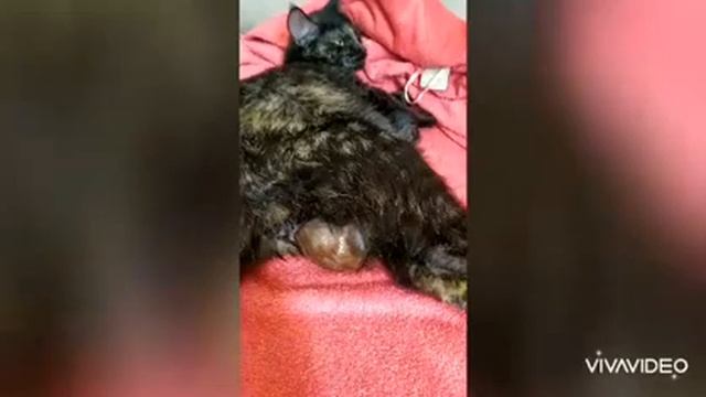 Роды у кошки, весь процесс. Роды животных. Cat gives birth смотреть онлайн