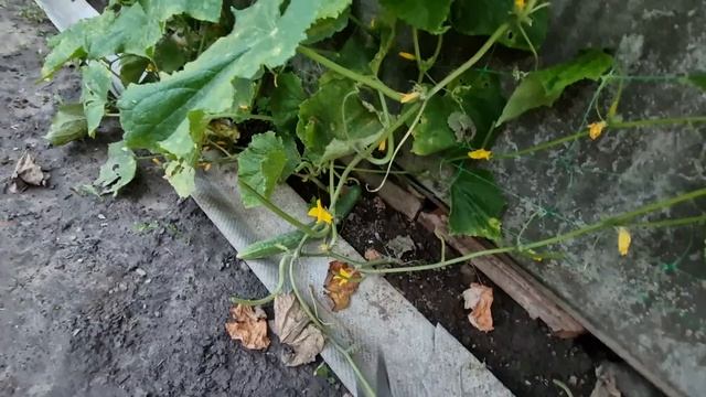 мы его слепили из того что было) смотреть онлайн