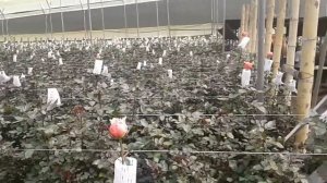 Садовые или пионовидные розы в теплице на Эквадорской плантации.