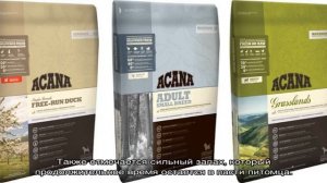 Сухой корм для йорка: какой лучше выбрать