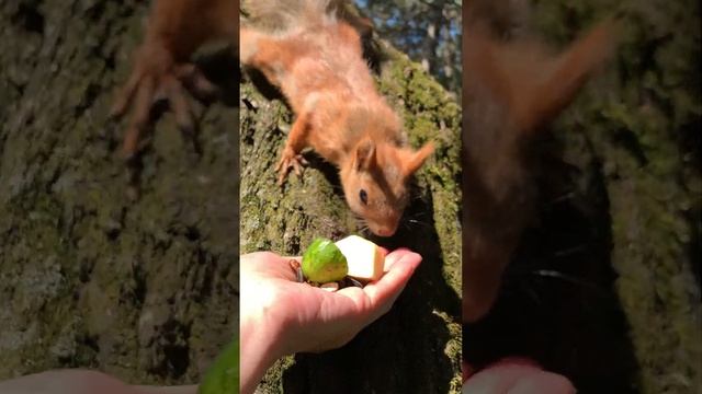 Яблоко или огурец ? Apple or cucumber