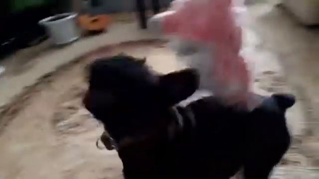 Французский бульдог Барни играет с пучеглазом. смотреть онлайн