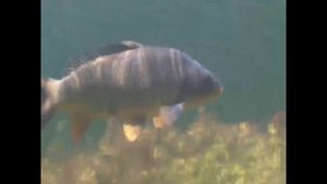 Карп (Сазан) где он зимует.