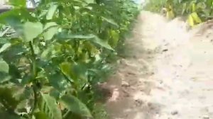 Компания Гавриш.  Перец Эривань