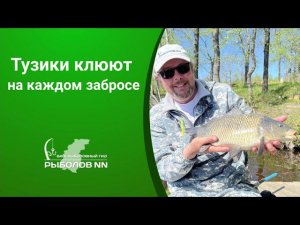 Такого мы не ожидали! Тузики клюют на каждом забросе! Ловля карпа на поплавочную удочку.