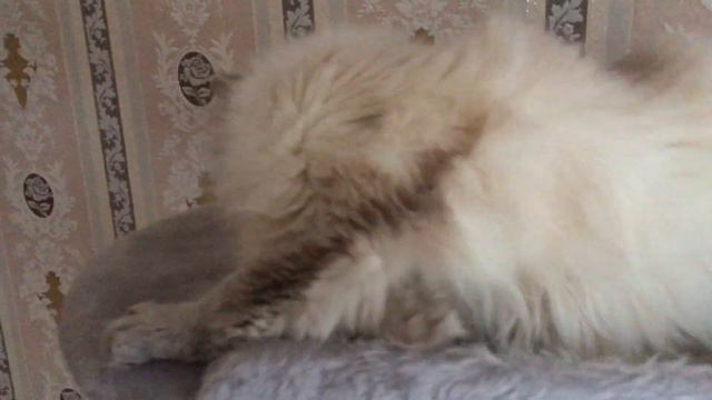 Гладим Невскую Маскарадную кошку смотреть онлайн