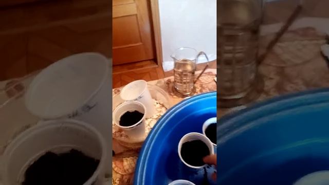Пикировка горшечных томатов. 24.12.21г.
