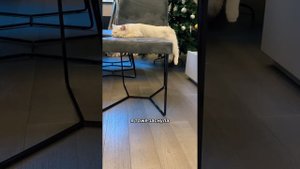 Пушистый влог Тиффани