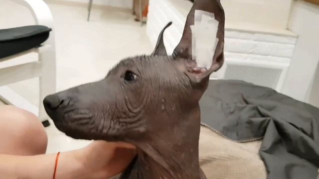 Как поставить уши щенку ксоло смотреть онлайн