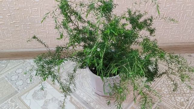Колеонема (Диосма, розовое дыхание неба) условия содержания?