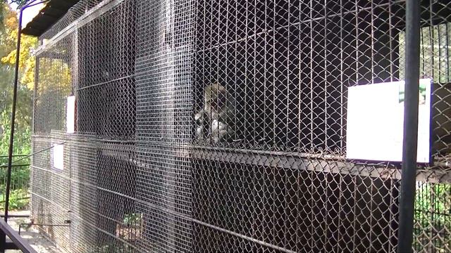 vatravel.ru В Пензенском зоопарке смотреть онлайн