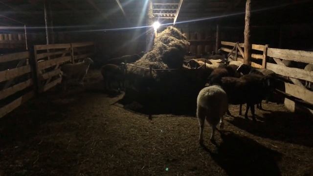 Сдал Баранов на Мясо ? смотреть онлайн