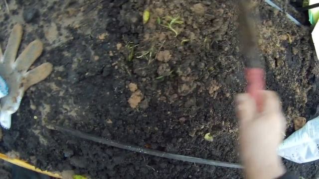 посадка тюльпанов крокусов и пушкинии дача под Архангельском смотреть онлайн