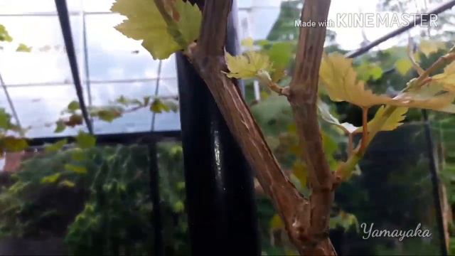 Академик Авидзба 14 HSP... berbunga (lagi)! :D смотреть онлайн