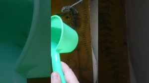 Как убрать ряску в аквариуме. ???