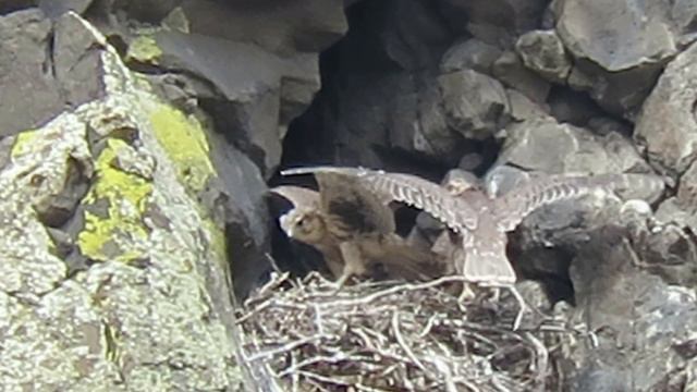 A+ 06/08/16 MP 10 Prairie Falcon Nest MVI 8406 смотреть онлайн