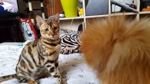 Смотрите как шпиц играется с бенгальской кошкой