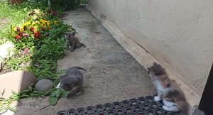 КАКИЕ ОНИ БЫЛИ МИКА КУЗЯ И НЮША???
