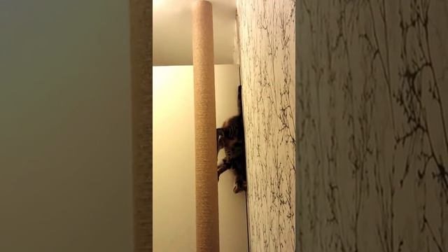 Когтеточка от пола до потолка - спуск смотреть онлайн