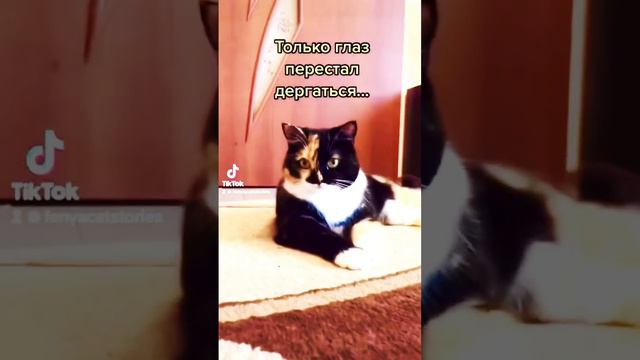 Опять понедельник… #кошкафеня #cat #понедельник #котикиправятмиром #котики