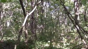 ПОИСК СТАРИНЫ С МЕТАЛЛОИСКАТЕЛЕМ В ЛЕСУ. НАХОДКИ УДИВИЛИ!!!ЧУВСТВИТЕЛЬНОСТЬ КВАЗАР АРМ