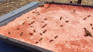 "Острая" помощь пчелам до свежей пыльцы. Подкормка красным перцем