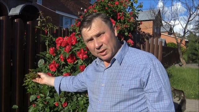 ПЛЕТИСТАЯ РОЗА - уход во время цветения. ПИОНЫ отцвели. ЧТО ДЕЛАТЬ ДАЛЬШЕ? смотреть онлайн