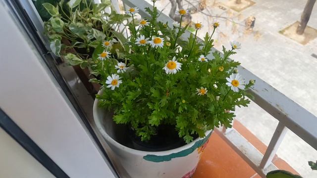 Мини-клумба каланхоэ. Мои цветы в апреле. смотреть онлайн