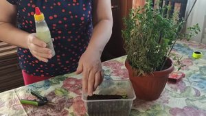 24 декабря 2023г Сохраняю и размножаю махровый львиный зев.