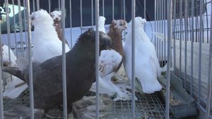 29.12.19. Птичий рынок г Кропоткин ( ч4)  Bird Market Mr. Kropotkin (p4)