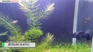 Простая фиксация мха на стенке аквариума.