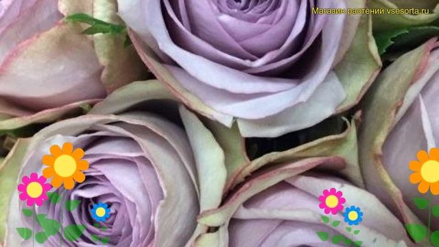 Роза флорибунда Луллабай. Краткий обзор описание характеристик где купить саженцы rosa Lullaby