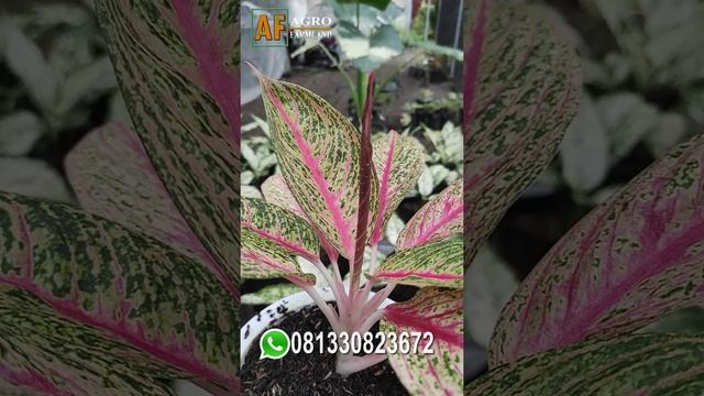 NEW COLLECTION !!! AGLAONEMA RED LEGACY