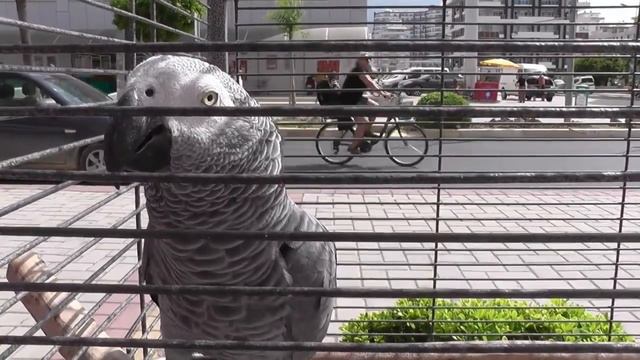 Петух Гамбургский ! смотреть онлайн