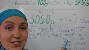 Как заработать на зеленом луке. Часть 1 - расчеты.