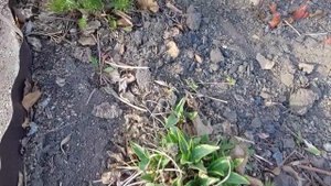 В Западную Сибирь пришла настоящая теплая весна!Погода радует! Зацвели первоцветы.28 апреля2022г