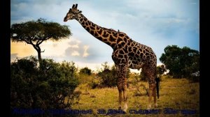 Презентация про жирафа. Жираф. Африка. Презентация 3 класс.