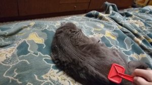 Как расчесать кошку, или  самый простой способ вычесать у кошки старую шерсть и колтуны.