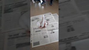 Разложение перманганата калия. Эксперимент.