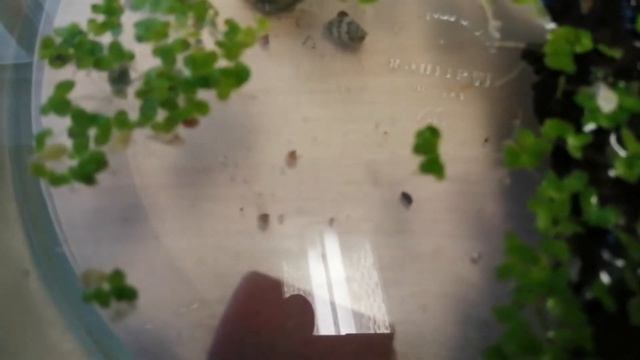 Размножение шпорцевых лягушек! Что делать с икрой? Чем кормить головастиков? Как ухаживать? смотреть онлайн