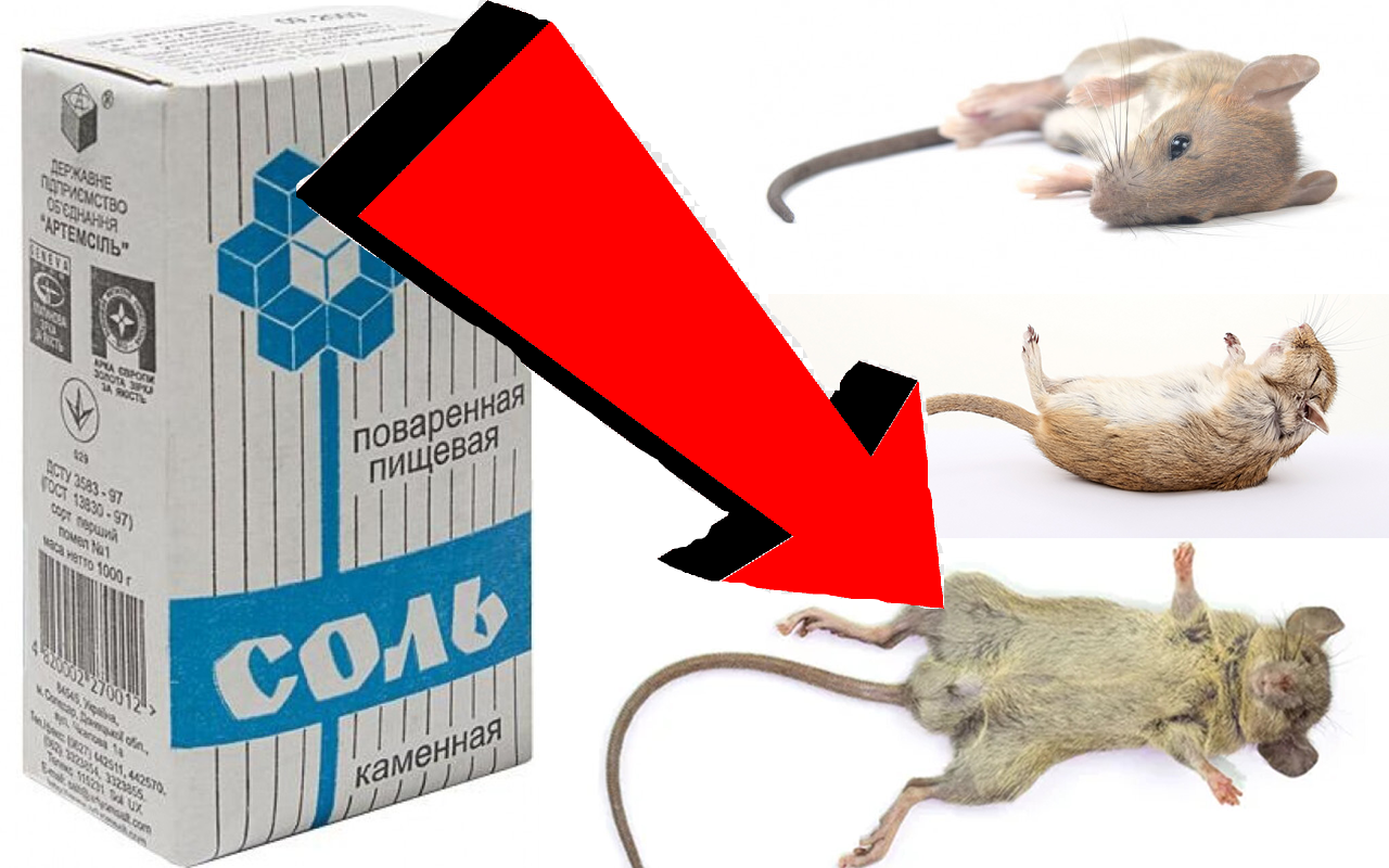 Как избавиться от мышей За 002 Секунды! - смотреть видео онлайн от ...