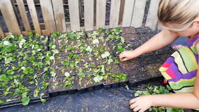 Моя бюджетная теплица для кассетной рассады клубники