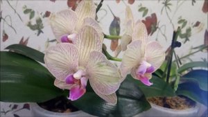 Орхидеи))Январь))) Аминазол для орхидей во всех смыслах!!!))) Отлично!))