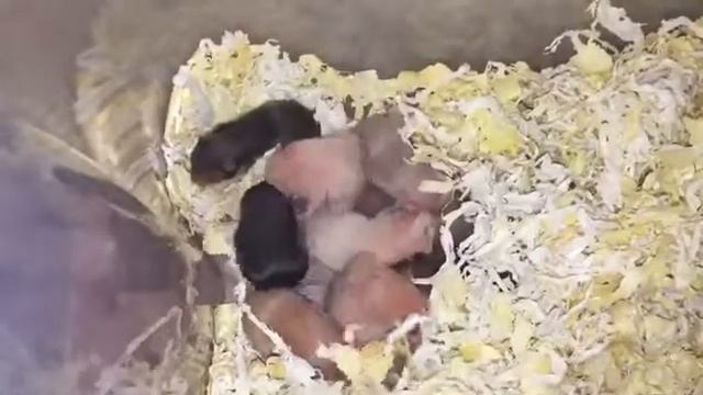 Хомячатам 8 дней / малыши хомяки / наши питомцы / сирийский хомяк