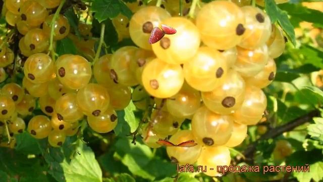 Смородина белая Голландская белая ? обзор: как сажать, саженцы смородины Голландская белая смотреть онлайн