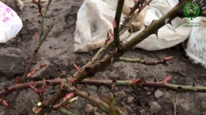 Обрезка Плетистых Роз. Как плетистую розу вести шрабом  и др . Это должен знать каждый розовод!